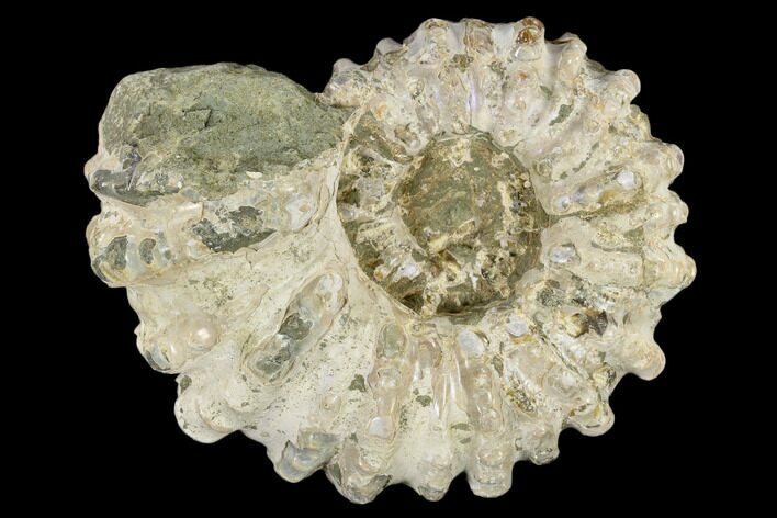 Bumpy Ammonite (Douvilleiceras) Fossil - Madagascar #115620